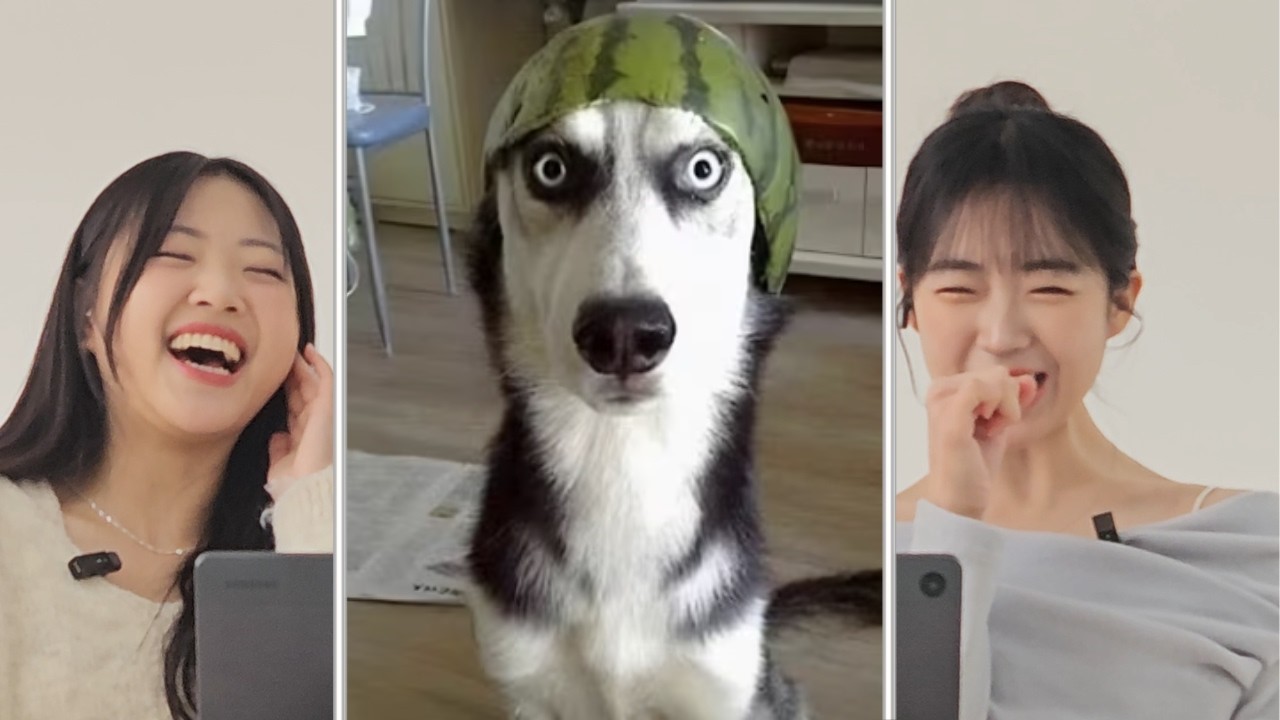 Koreans React to Cuttest Dog compilation | CY