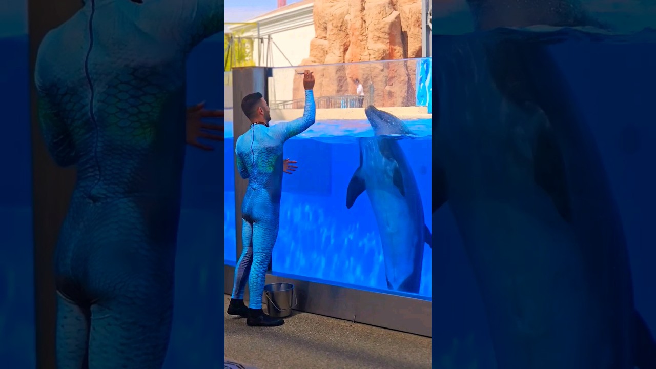 Dolphin Show The Land of Legends Theme Park Belek Antalya Turkey