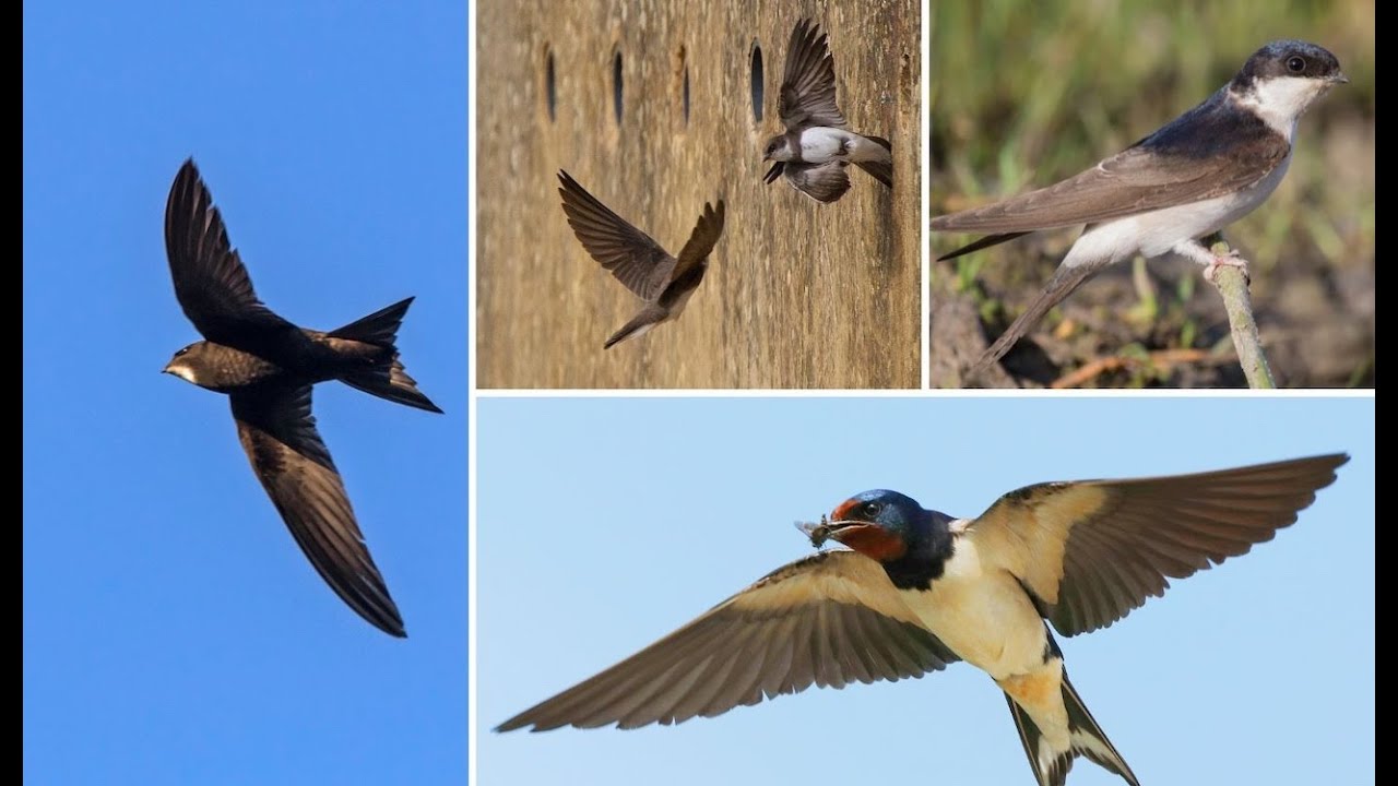 Swift, Swallow, Sand Martin, House Martin