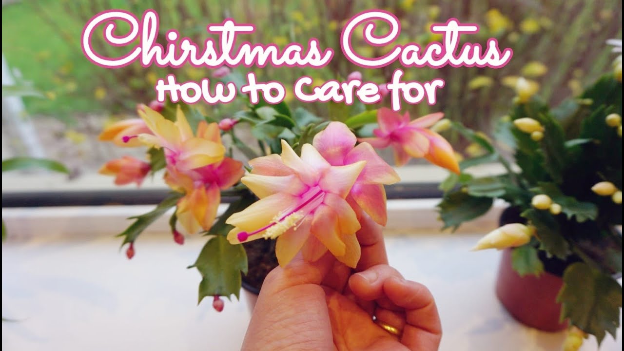 Christmas Cactus Care Indoors. All you need to know to succeed with this succulent plant!