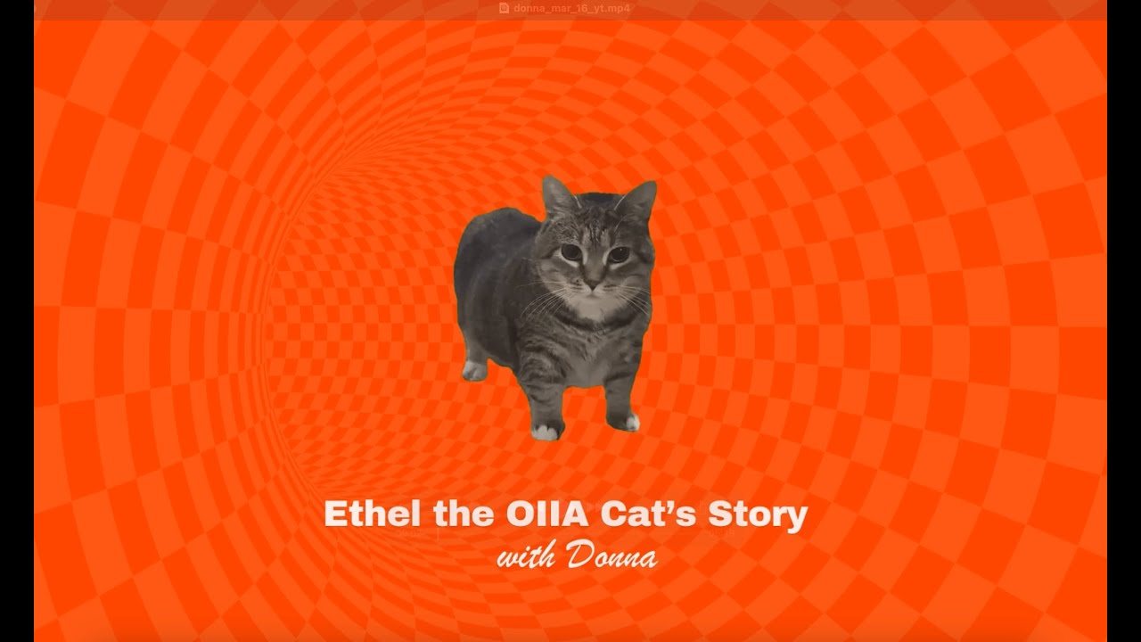 Ethel the OIIA Cat: Fame, Memes & Life with Donna #oiiaoiia