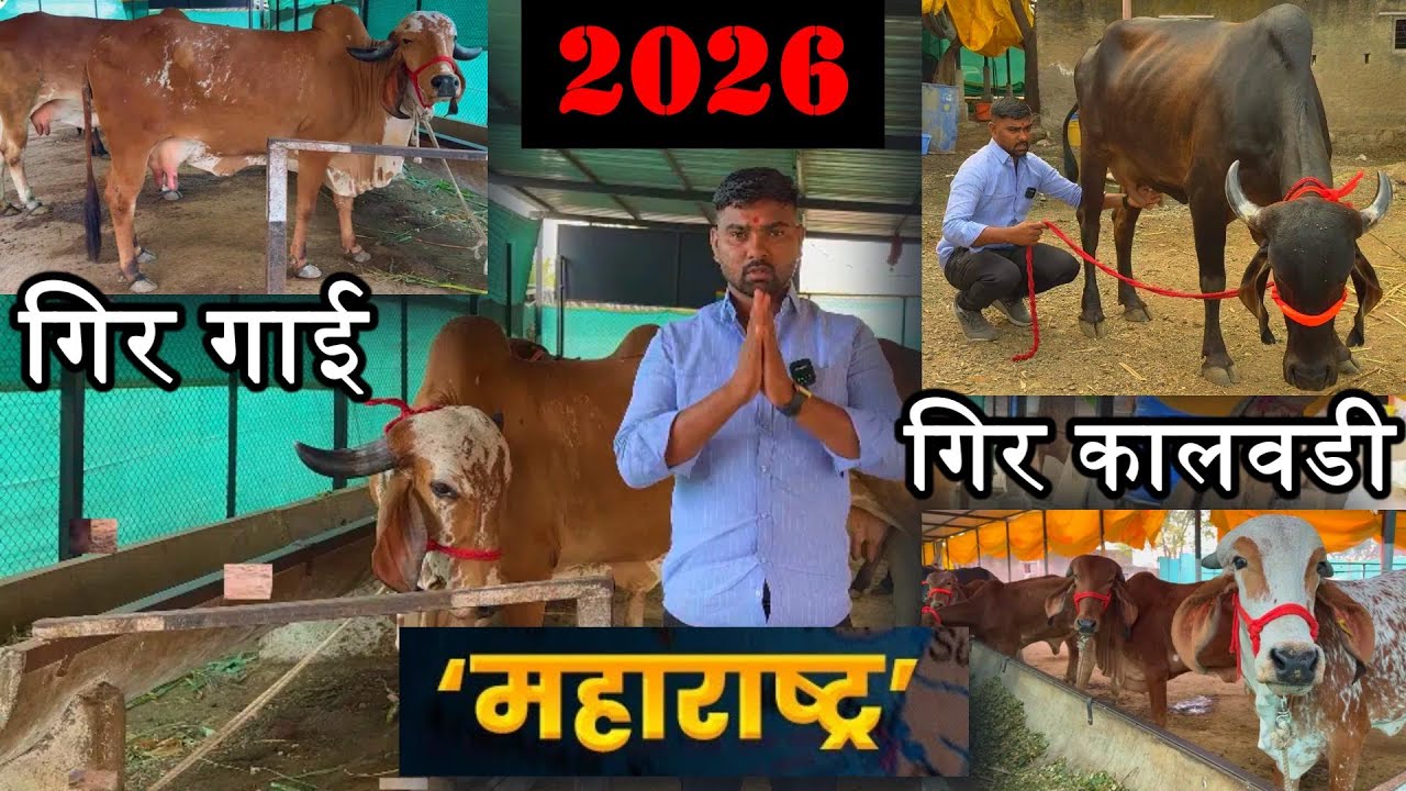 गुजरातच्या जातवाण गिर गाईची विक्री महाराष्ट्रात तेही योग्य दरात | Gir Cow For Sale in Maharashtra