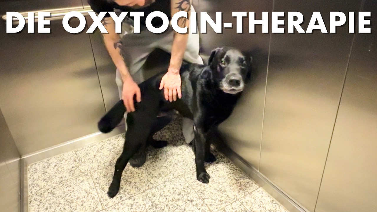 Cedric der Labrador - 281 | Die Oxytocin-Therapie