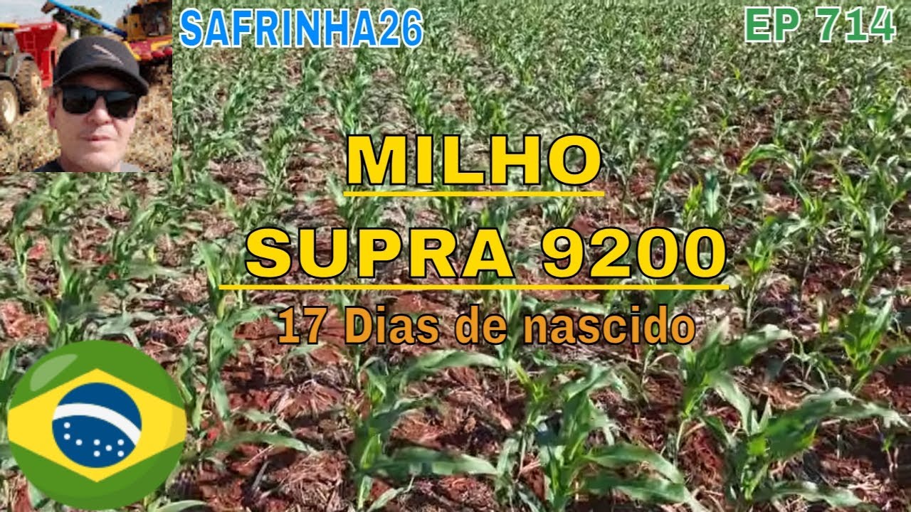 Safrinha 26 milho SUPRA 9200 no norte do Paran&aacute;, ainda est&aacute; bom mas precisa de chuva logo.