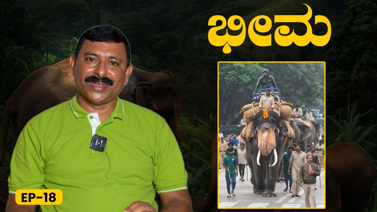 EP-18 | ತೂಕ ಹೆಚ್ಚಿಸಿಕೊಳ್ಳೊದ್ರಲ್ಲಿ ಭೀಮನೇ ಫಸ್ಟ್ |Dasara Elephant Bheema |Ramesh Uthappa |GSS MAADHYAMA