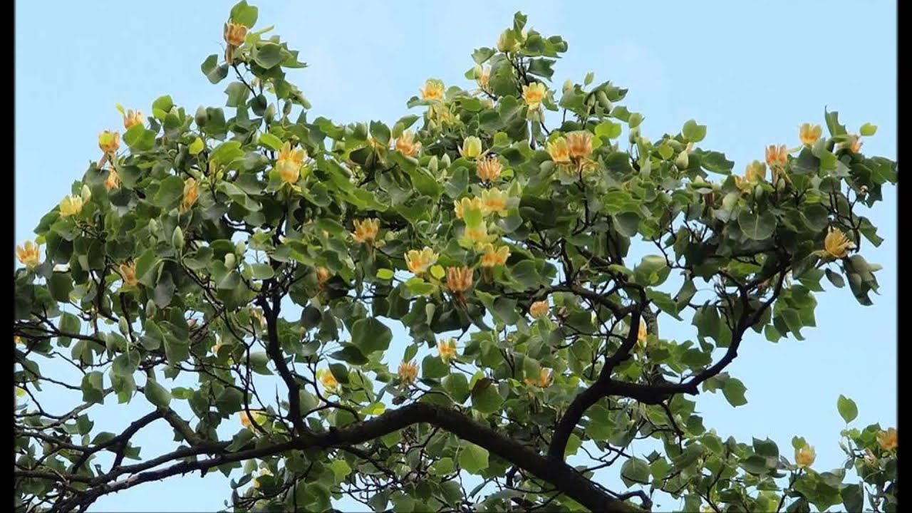 Der Tulpenbaum