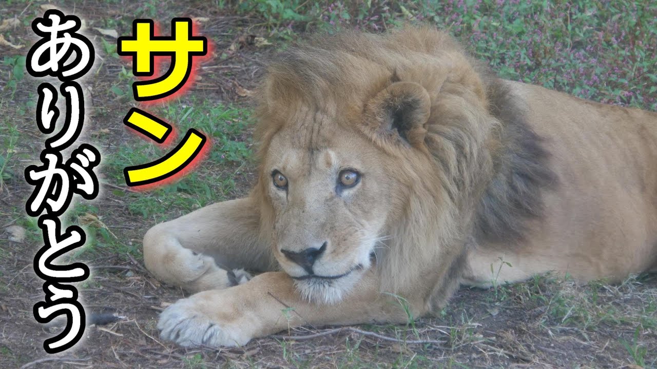【追悼】サンありがとう✨🌈Memories of Sun🦁