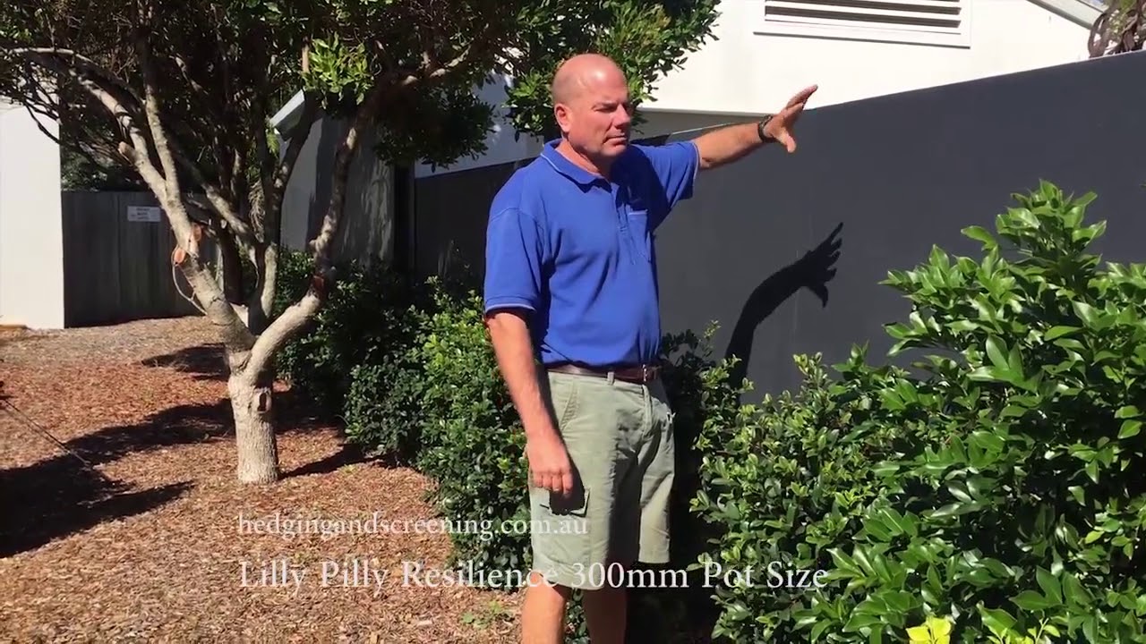 Hedge plant delivery - Lilly Pilly Resilience - 300mm pot size