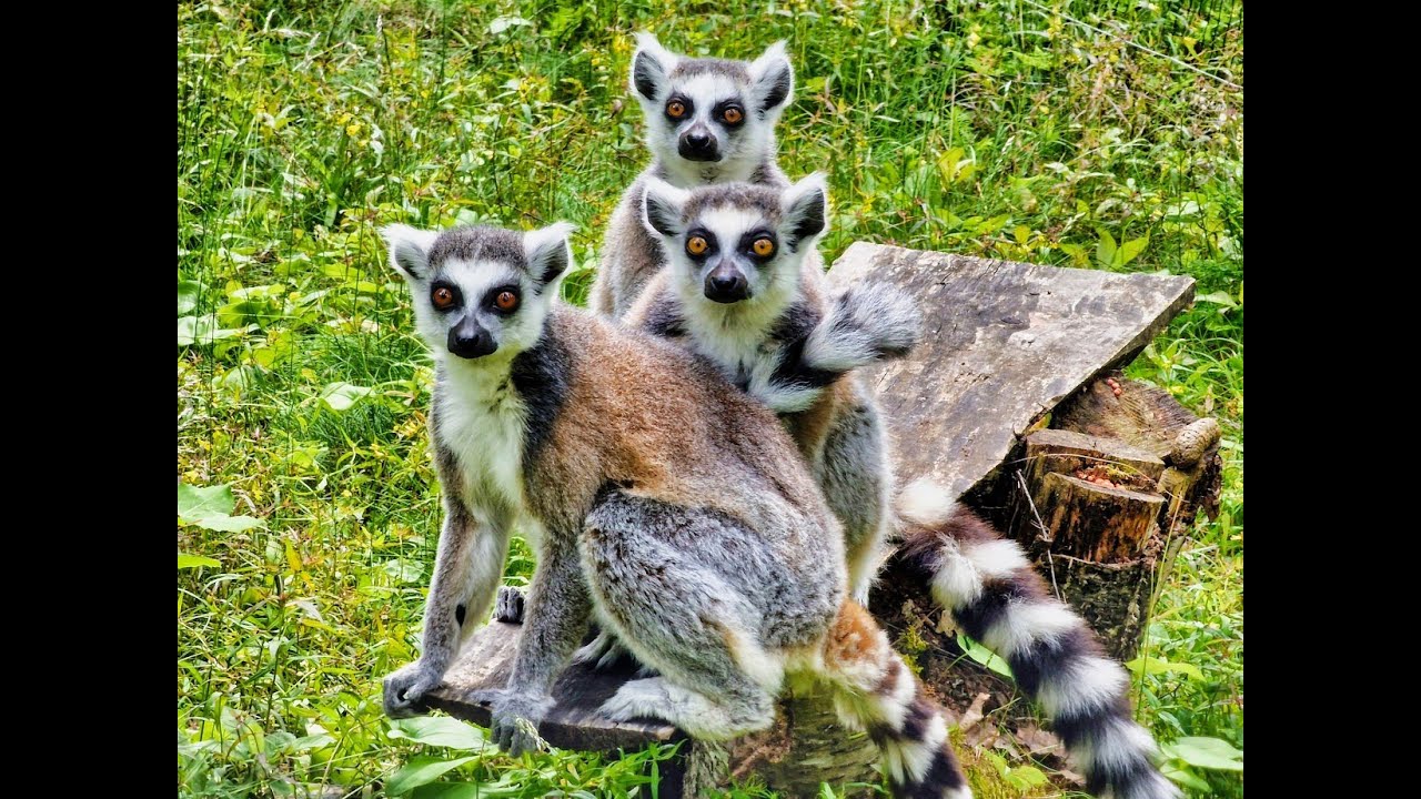 Tangen Dyrepark /  Tangen Zoo / Amadeusparken
