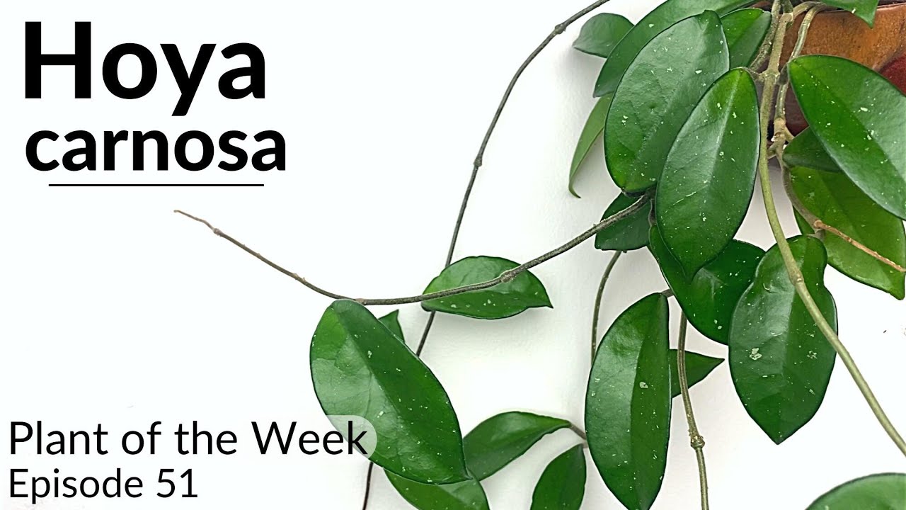 How To Care For Hoya carnosa (Wax Plant) | Plant Of The Week Ep. 51