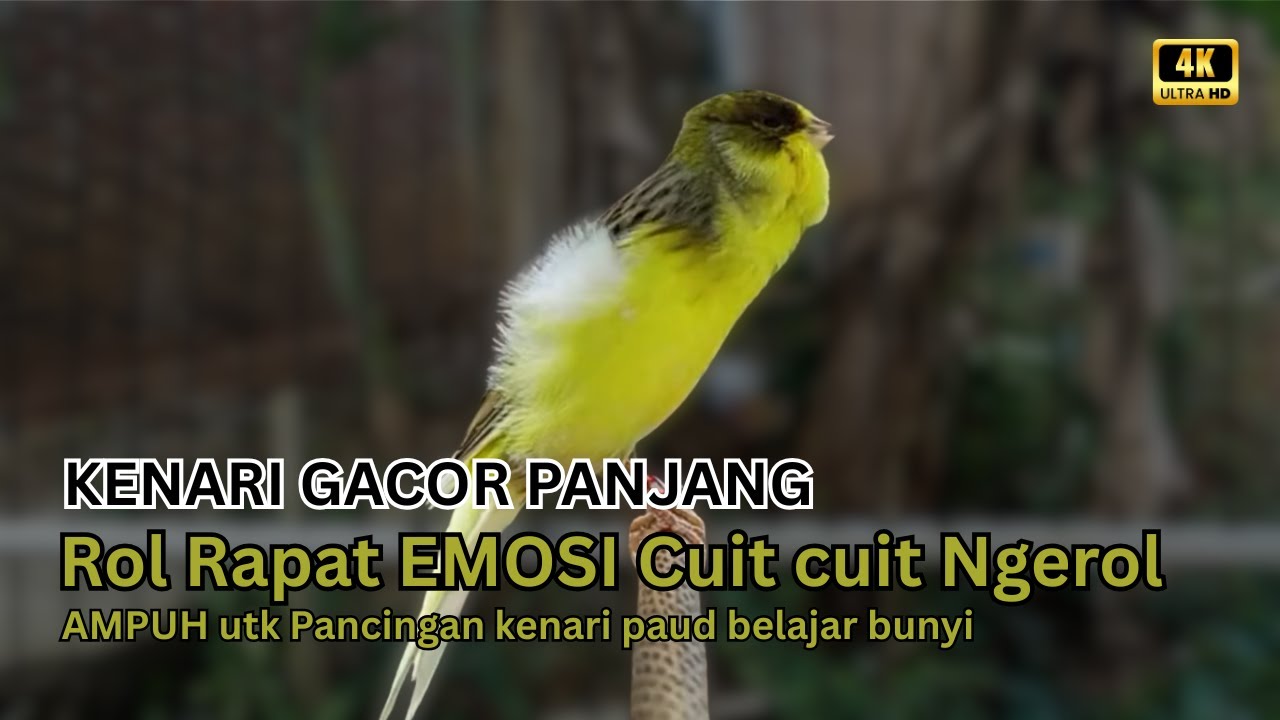 KENARI GACOR PANJANG Rol Rapat EMOSI Cuit cuit Ngerol AMPUH utk Pancingan kenari paud belajar bunyi