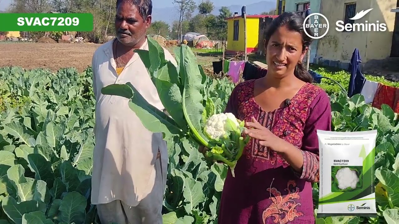 Bayer Seminis | SVHA7209 | Cauliflower