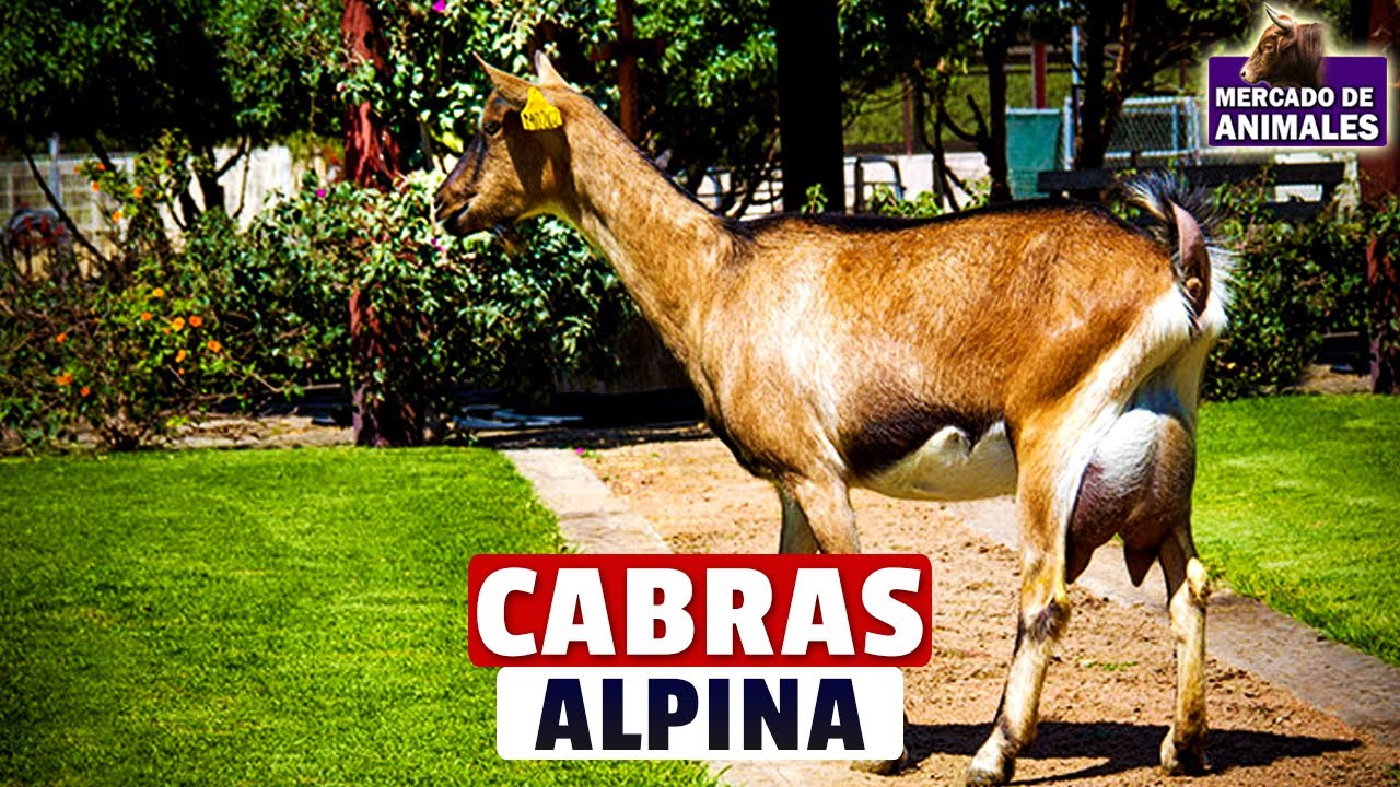 Características De La Raza De Cabra Alpina: Todo Lo Que Debes Saber