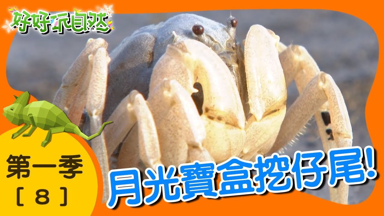 【好好玩自然】八里的蟹老闆與跳跳魚！清白招潮蟹 彈塗魚｜第8集_第ㄧ季｜新北八里｜柳丁哥哥 阿峰老師｜生態探索｜YOYO