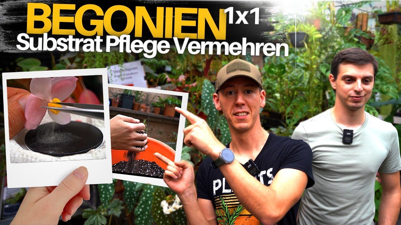 Begonien richtig pflegen vermehren und überwintern - Tipps zu Steckling Substrat und Bestäuben
