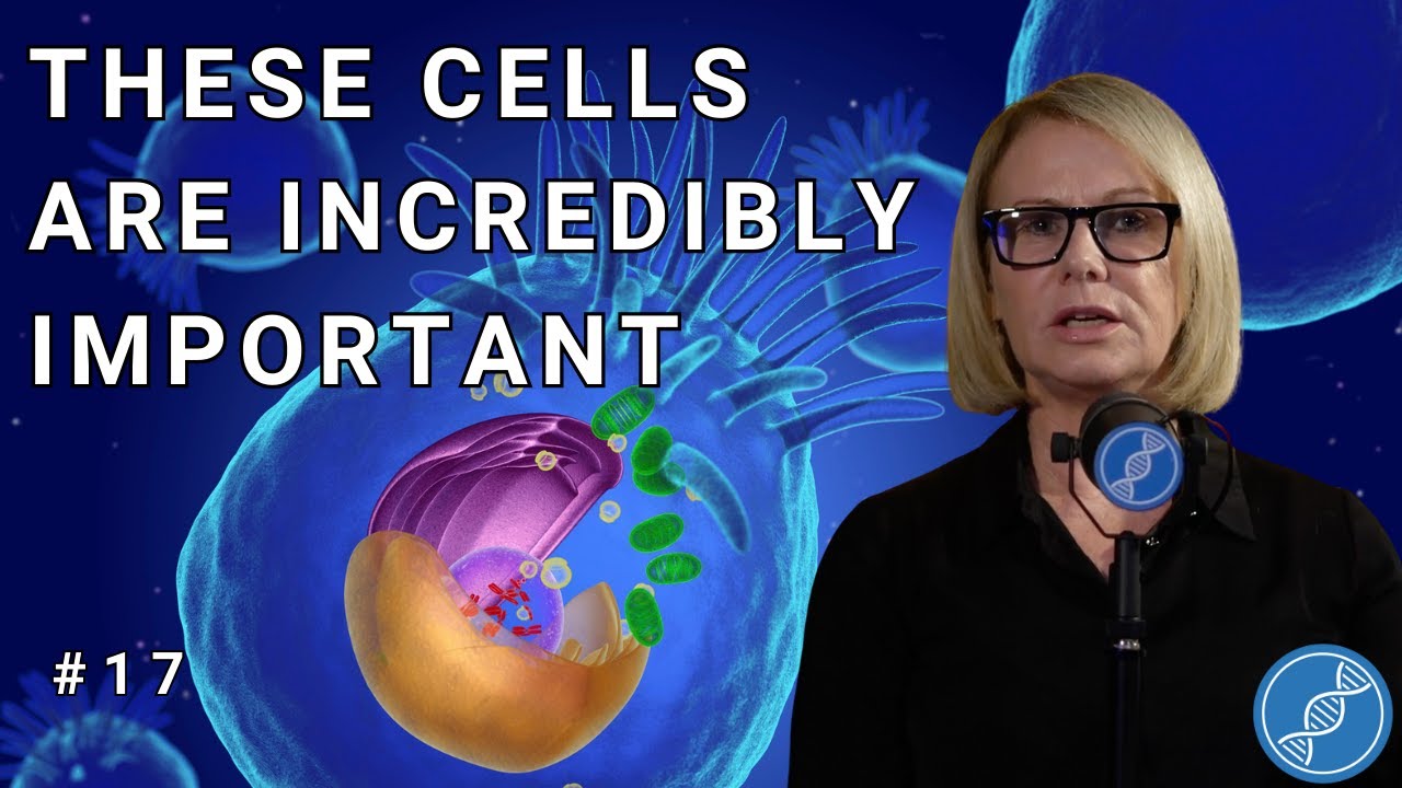 Mitochondria the Powerhouses of the Human Body