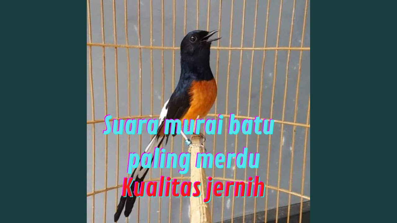 Suara Murai Batu Paling Merdu Kualitas Jernih (Live)