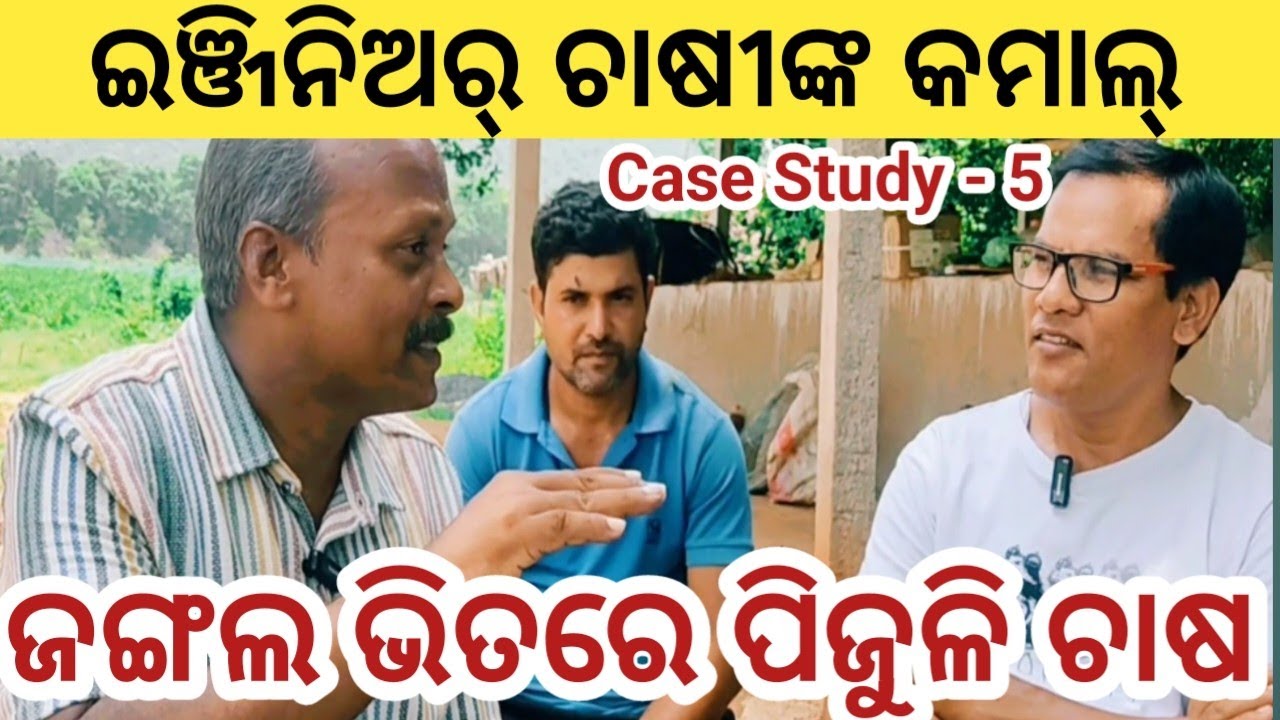 Commercial Guava Farming in Forest | Organic Guava Farming in Odisha | Fruit Farming in Agriculture