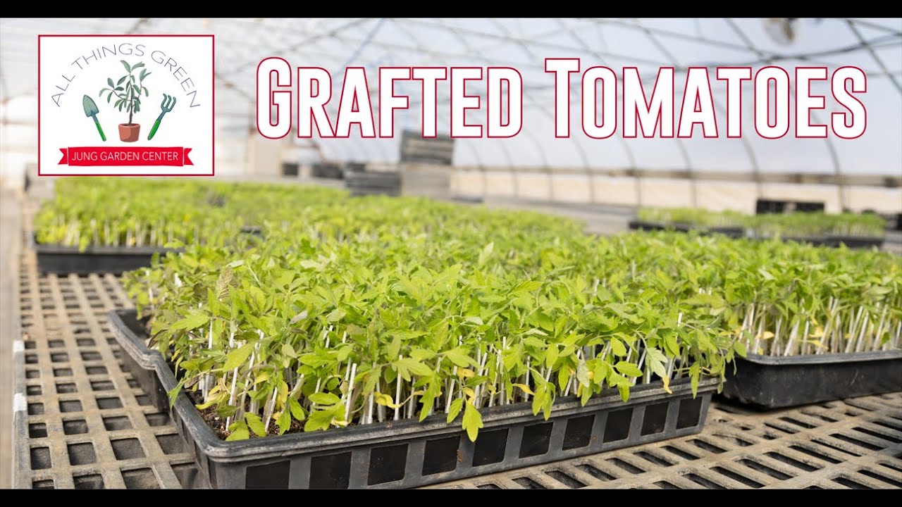 What Are the Advantages of Grafted Tomato Plants?