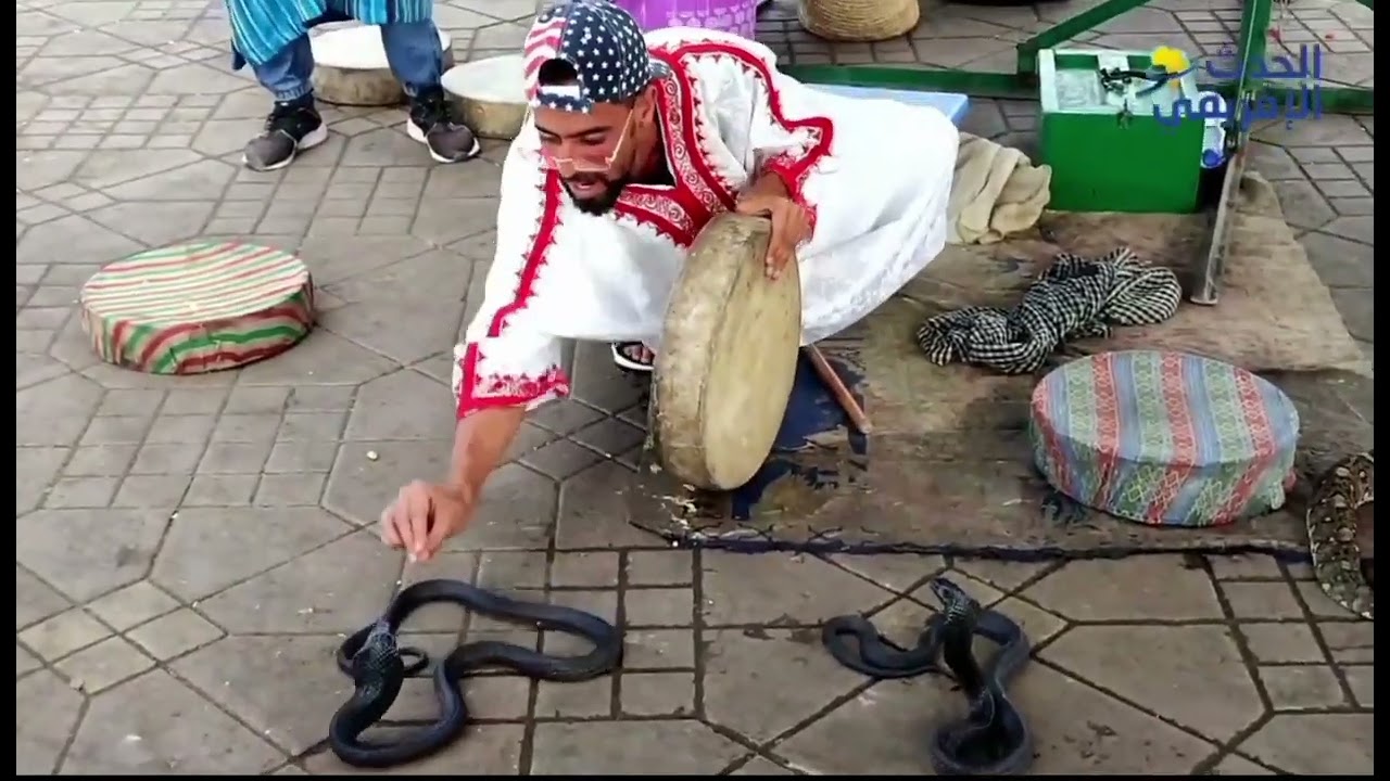 أغرب رقصات الأفاعي في جامع الفنا في مراكش النخيل