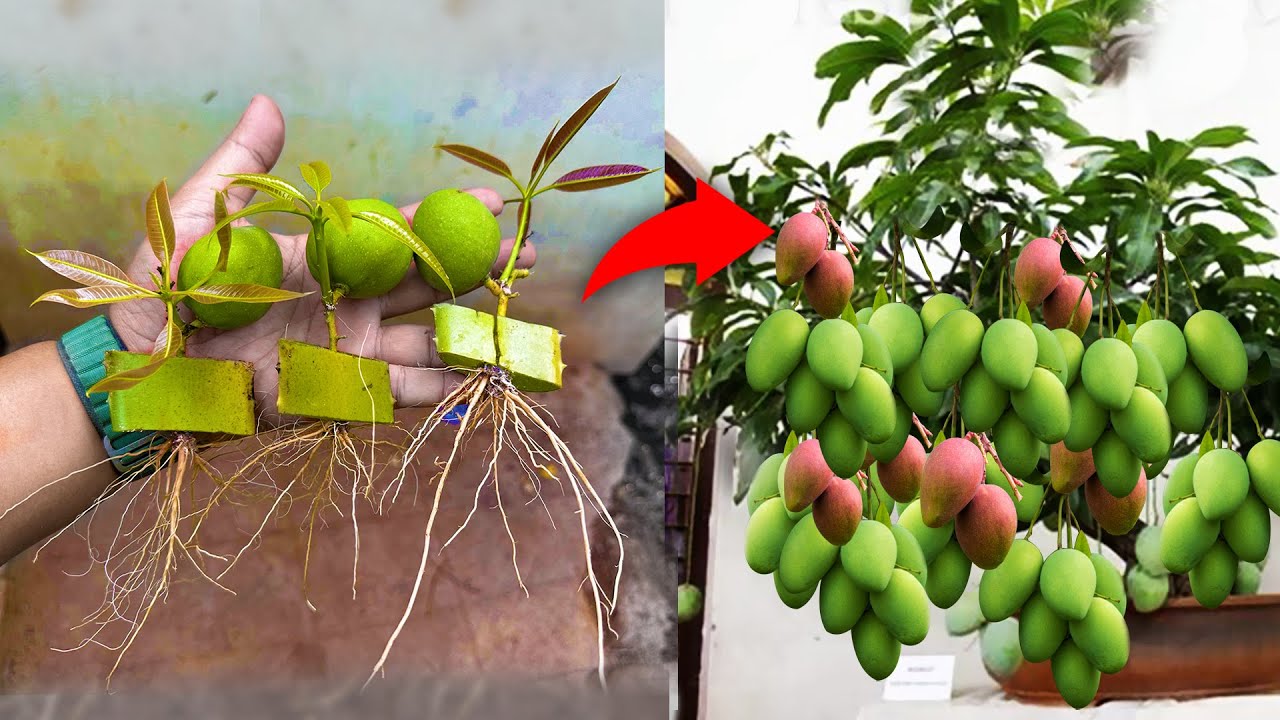 Amazing... How i Grafting alot mango tree from mango fruit / Growing mango tree