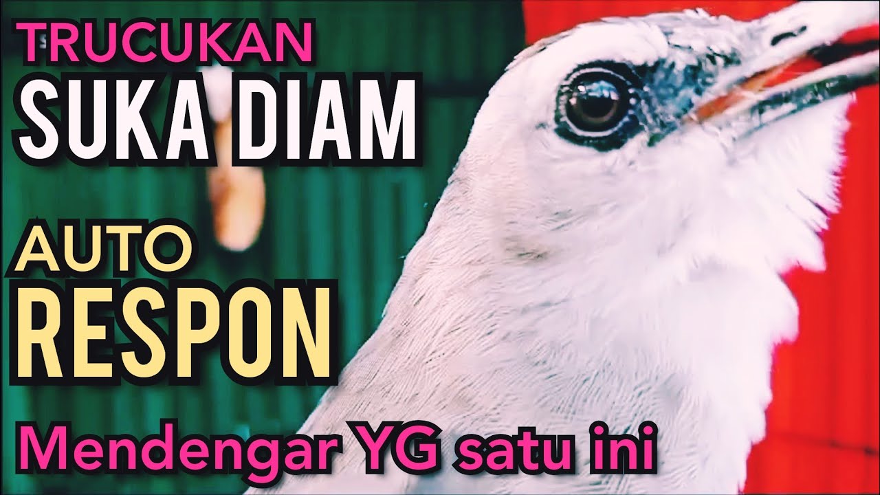 Trucukan Bahan Trucuk Ombyokan trucuk PAUT BISU AGAR BUNYI GACOR DENGAR SUARA TRUCUK GACOR INI ‼️