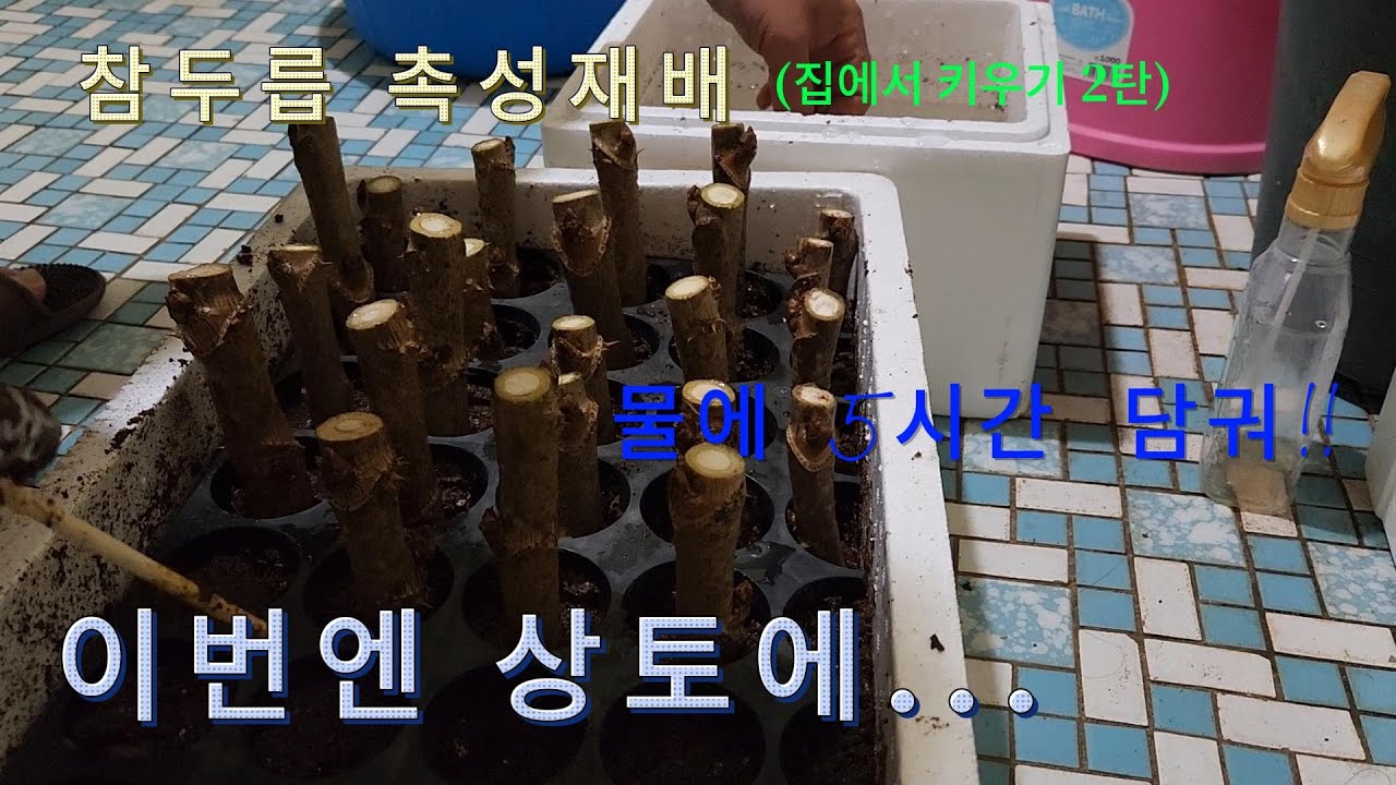 참두릅 촉성재배(집에서 키우기2탄)