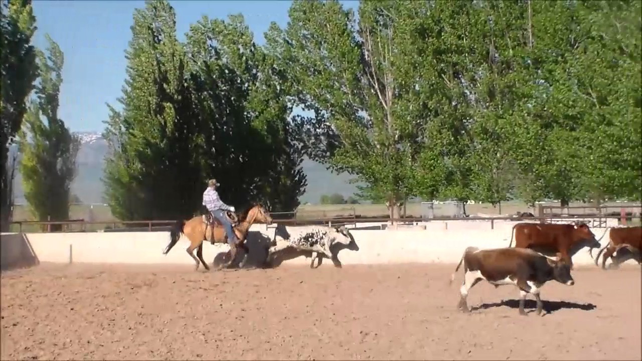 Big Enough Tracking Cattle