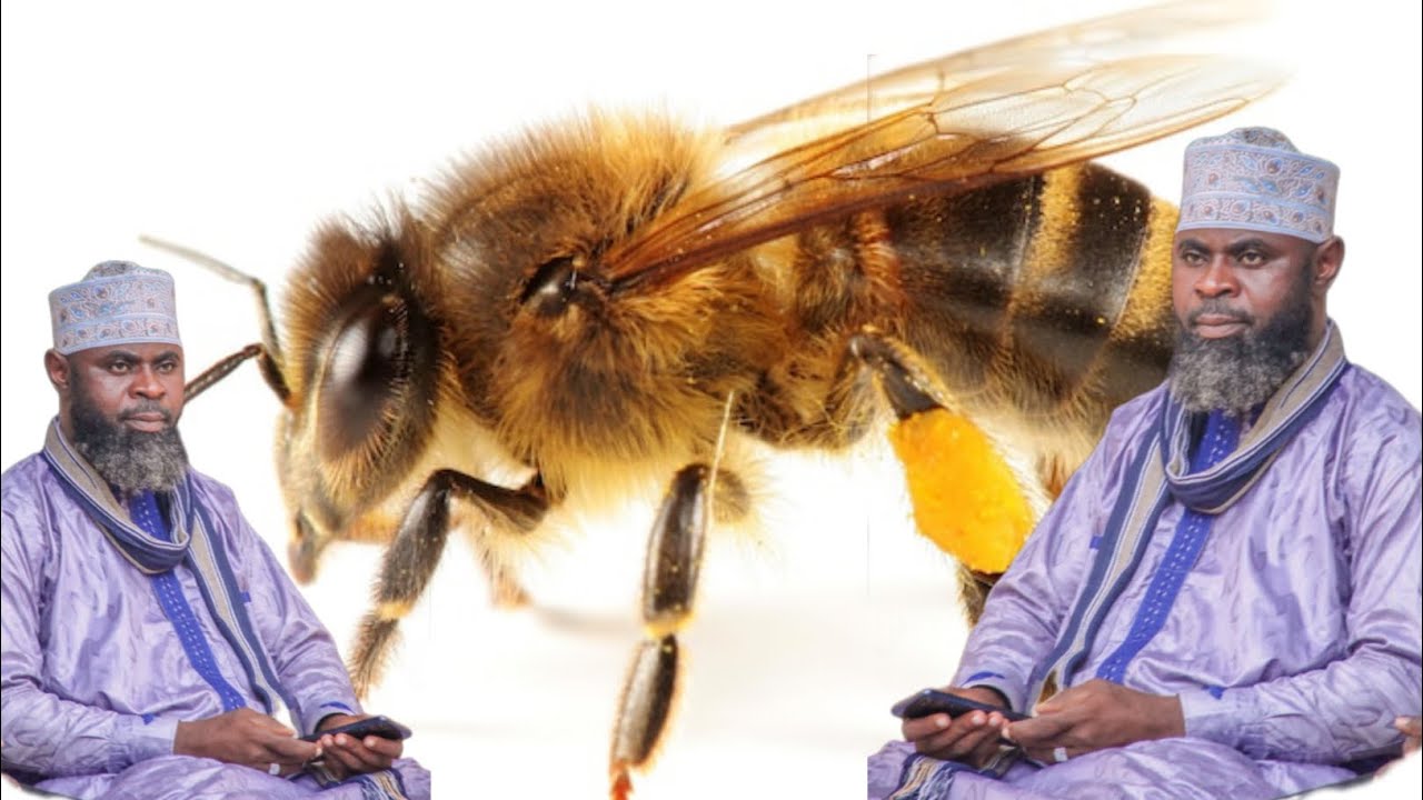 Abeille avec imam garba