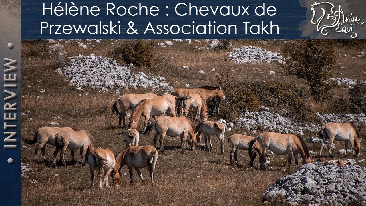 • INTERVIEW • Hélène Roche : Chevaux de Przewalski & Association Takh