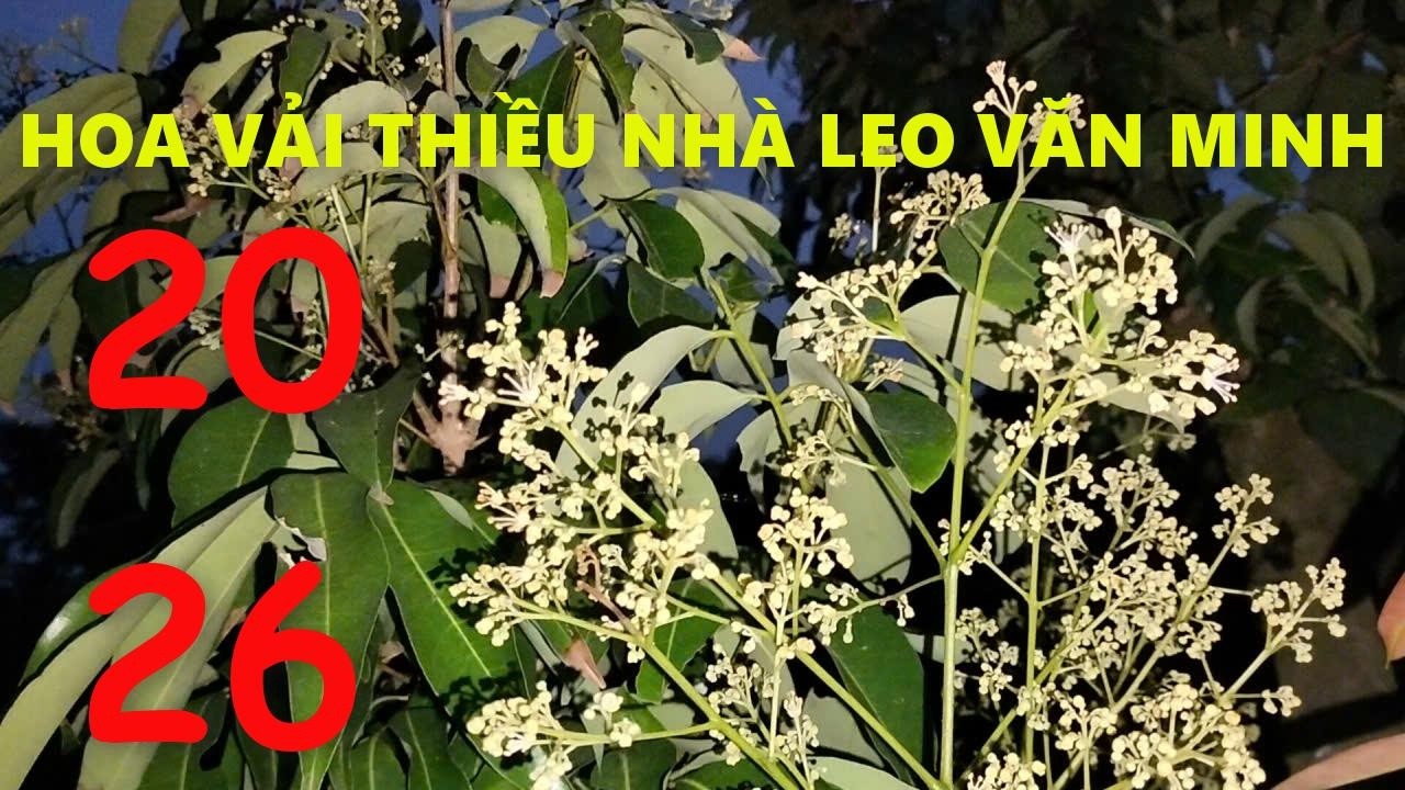Bỏ hoang, mất mùa mới làm. Mất mùa nặng, mà mình được mùa mới được nhiều tiền. Chúc các thành công!