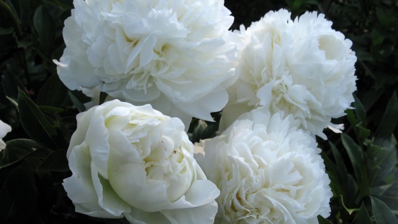 Peony A.E. Kundred / Пион А.Е. Кундред.