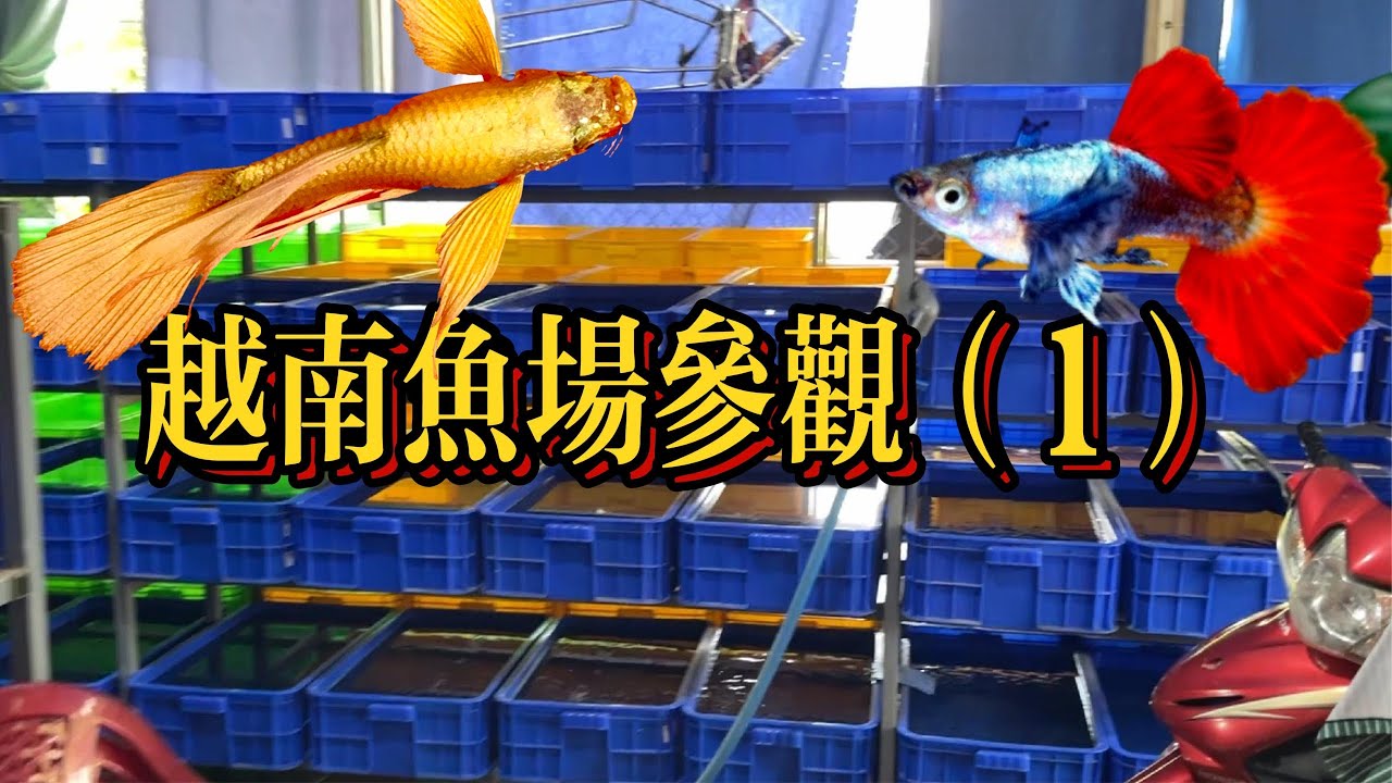 參觀越南孔雀魚魚場🇻🇳｜Episode 1｜孔雀魚｜廣東話｜白金紅尾象耳孔雀魚｜黃金滿鱗孔雀魚｜廣東話｜中文字幕