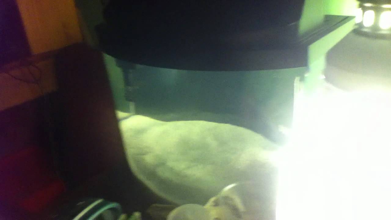check out fishtanktv.com!