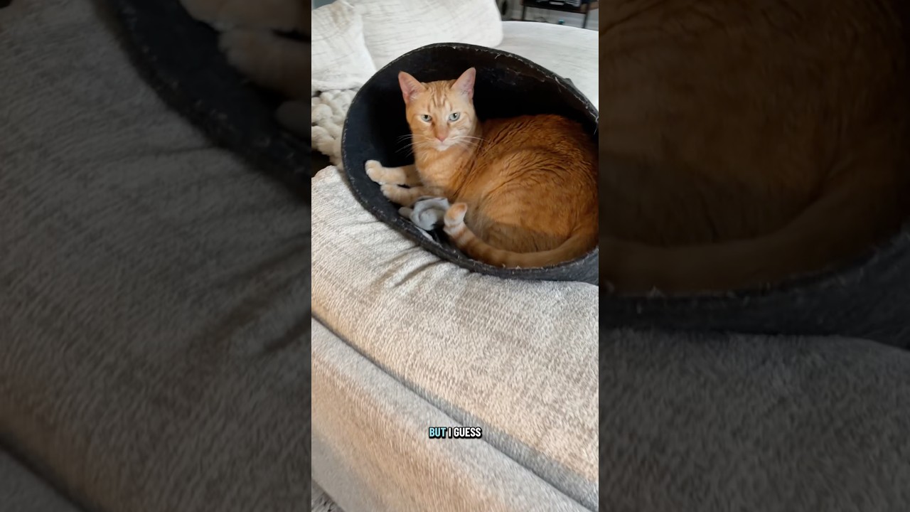 Мои маленькие прачечные гоблины 👹 #стирка #кошки #рыжийкот