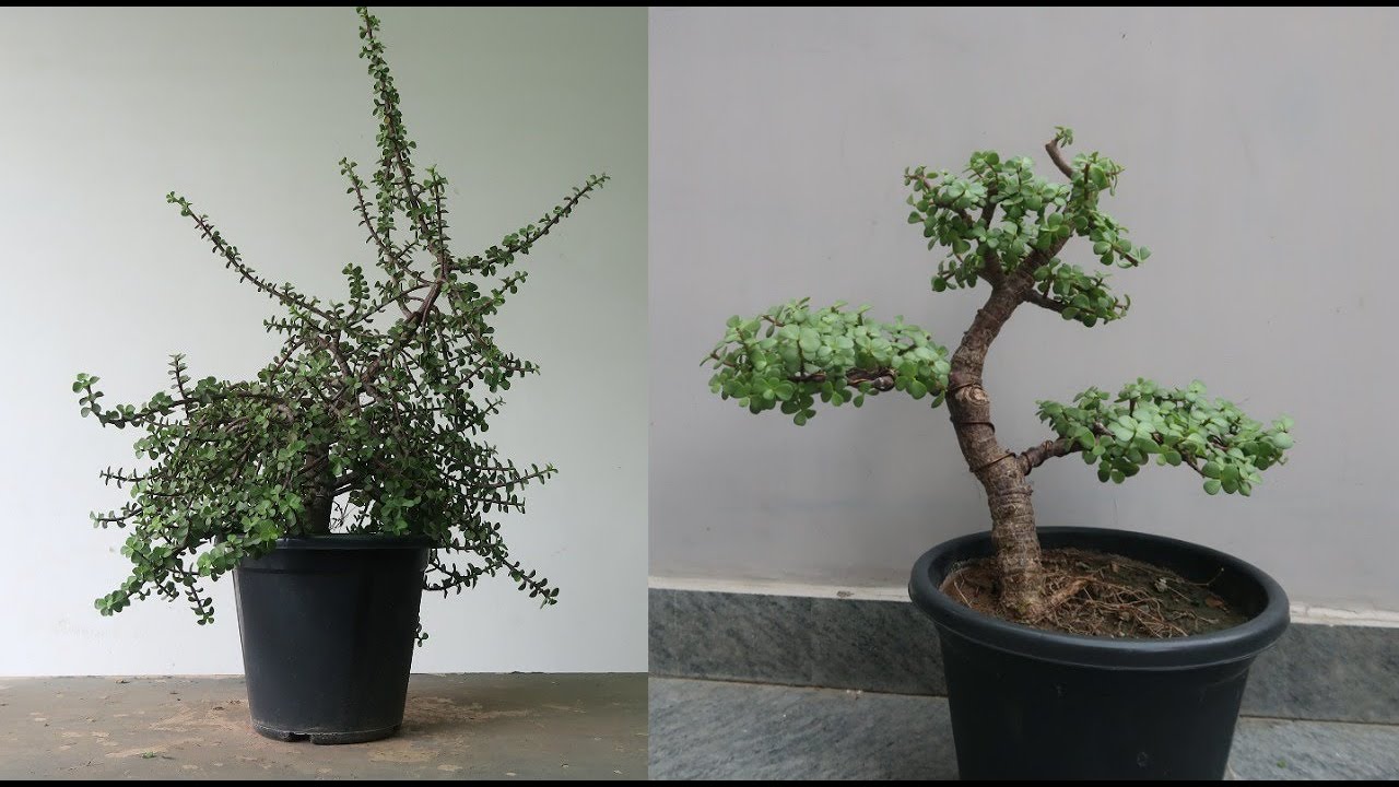 Making Bonsai From Nursery Plant | Dwarf Jade | Informal Style Bonsai