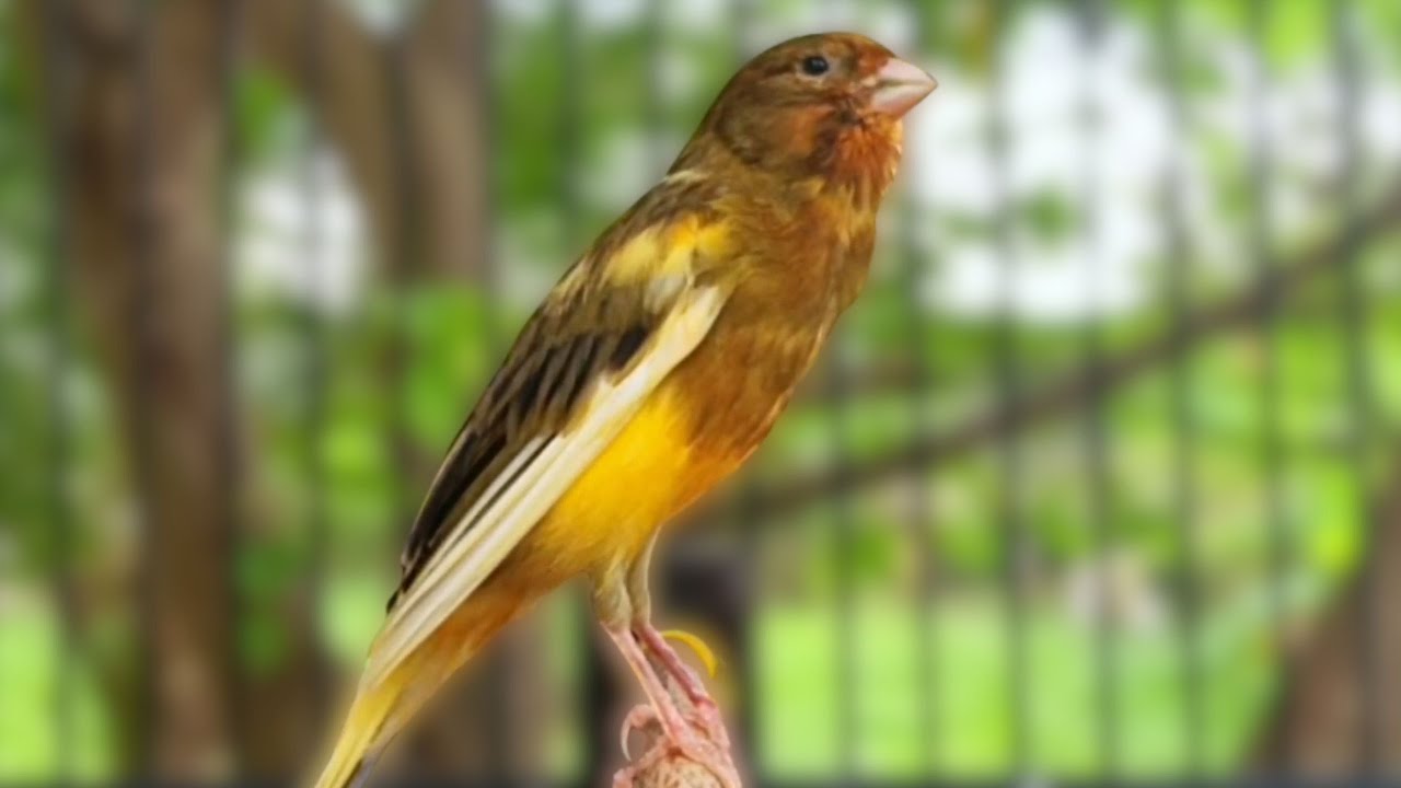 Canção de Canário Belga para Treinar Canários Jovens e Silenciosos a Cantar Diretamente 063