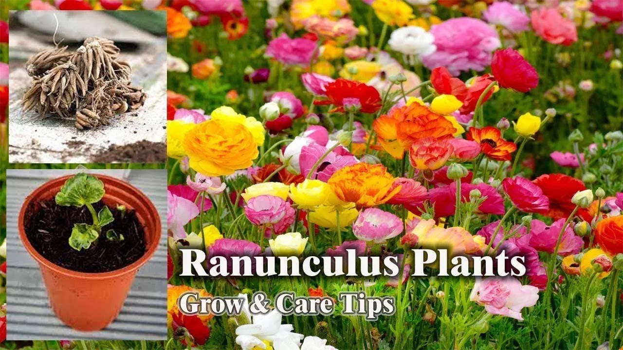 How to grow and care Ranunculus plant | Ranunculus grow & care tips