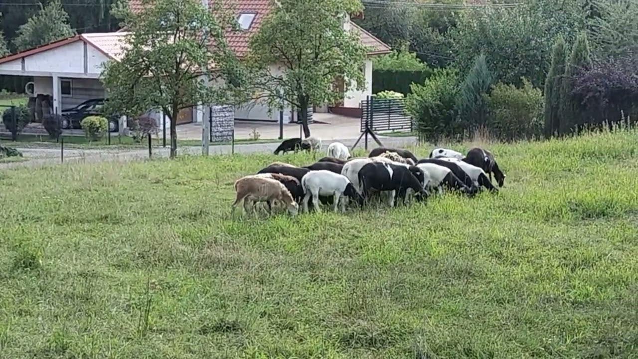 Owce - tryki Kamerun / Dorper - stadko - hodowla i sprzedaż - część II