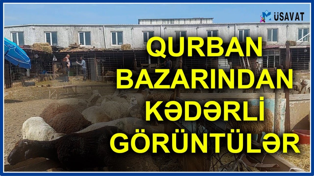 “Hamı baxır, az adam alır” – Qurban bayramı bazarlarında real mənzərə