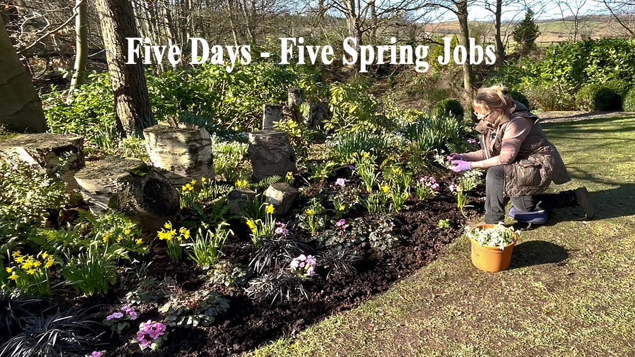 Spring Garden Jobs | Dividing Snowdrops | Planting Primroses | Pruning Hydrangeas | Border Clean-up