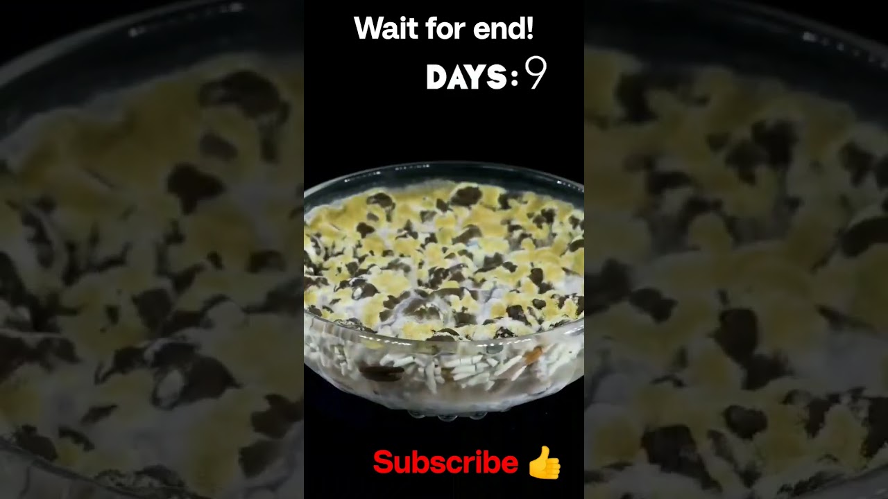 Satisfying time lapse on rice spoilage 🍚  #short #youtube
