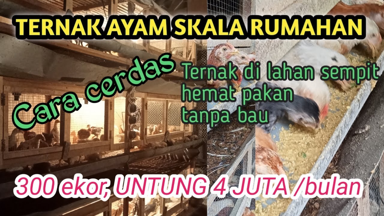 Teknik terbaik ternak ayam skala rumahan