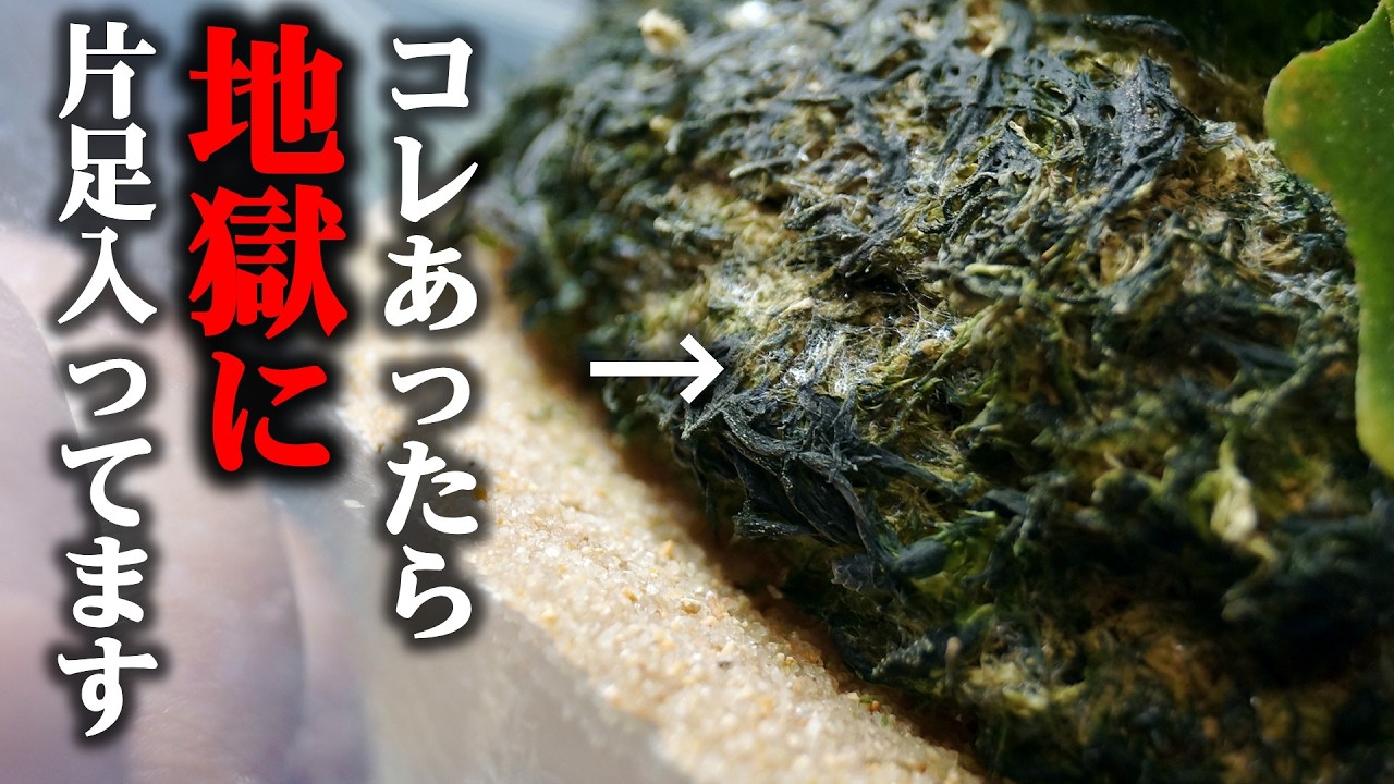 【緊急対処】観葉植物の鉢表面にコレありませんか…？正体は○○○の巣です【室内園芸】