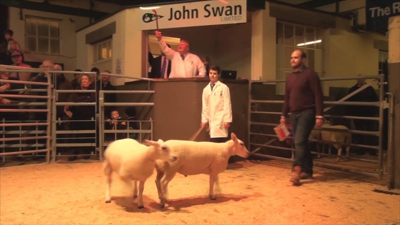 Beltex x Champion Lambs at St Boswells Christmas Cracker 2/12/14