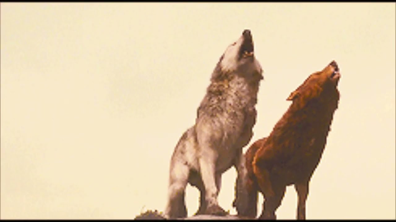 Twilight Wolves | My Demons