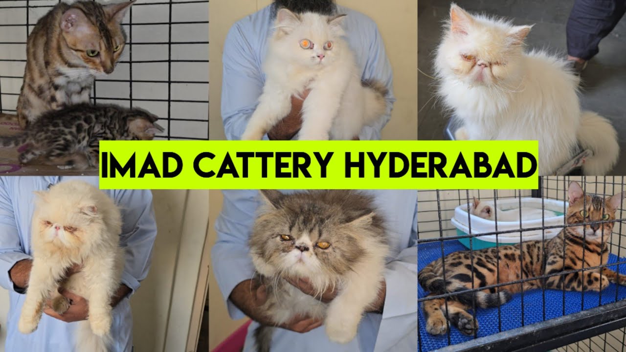 Imad Cattery Mehdipatnam | Extreme Punch face Persian cat's & kittens available | bangal kittens & 😸