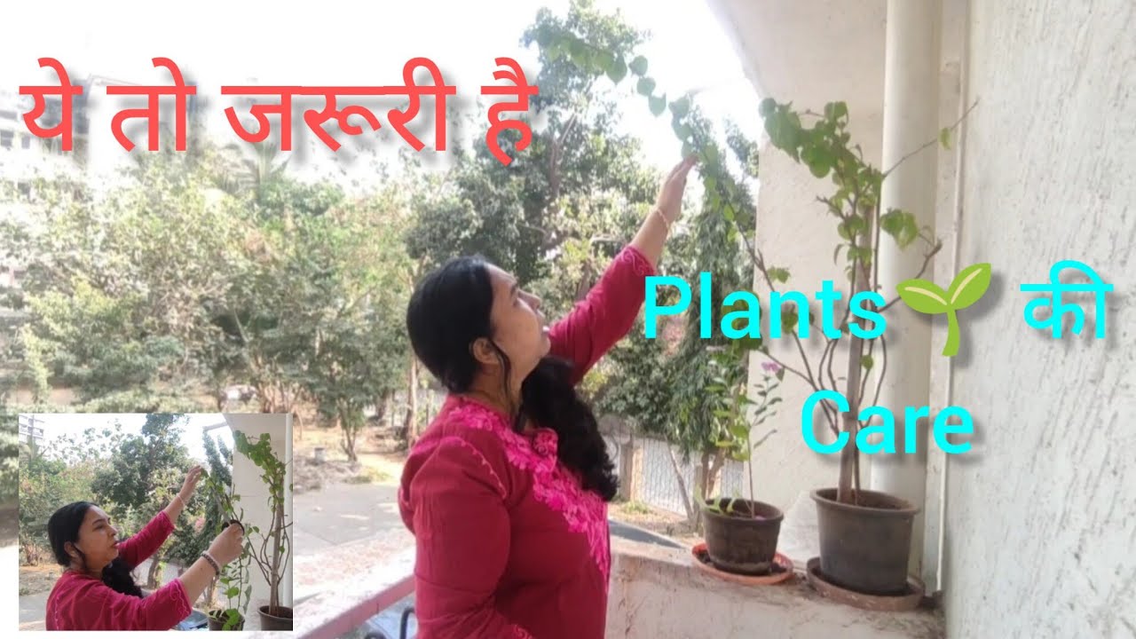 Care of plants🌱|Daily life Journey #home #plants #love 