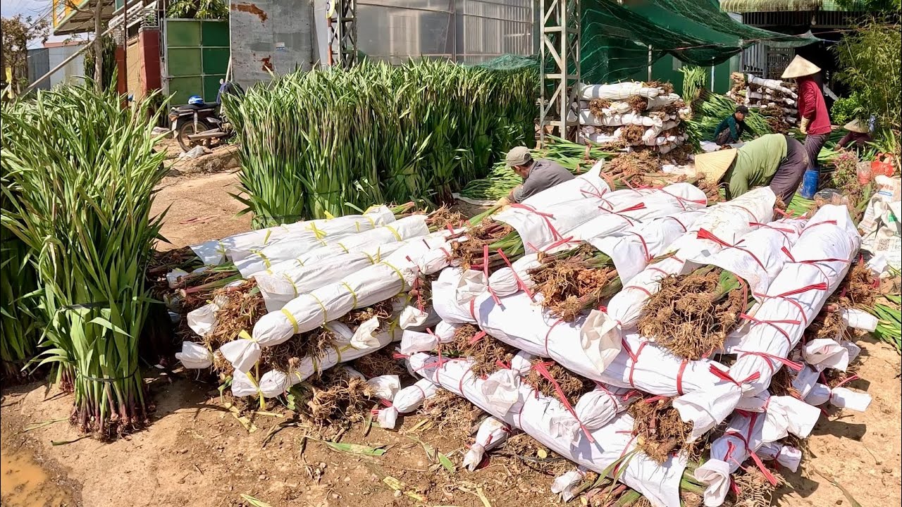 HOA LAY-ƠN Đà Lạt bắt đầu vào mùa nhộn nhịp nhất trong năm,các xe miền Bắc và các Tỉnh đổ về mua hoa