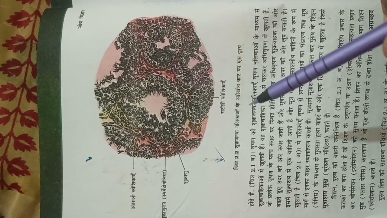 ||Neet .||Chapter 2 |||Human reproduction ncert l|||ine by line 📚🔥🔥